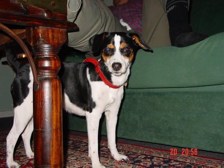 Dansk svensk gaardhund Freia Himmelhund 2008 - lille Freia kigger på mor billede 11