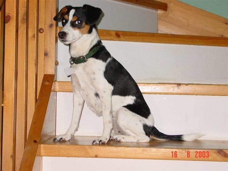 Dansk svensk gaardhund Freia Himmelhund 2008 - Freia på vej i seng , måske hun var mopset billede 12