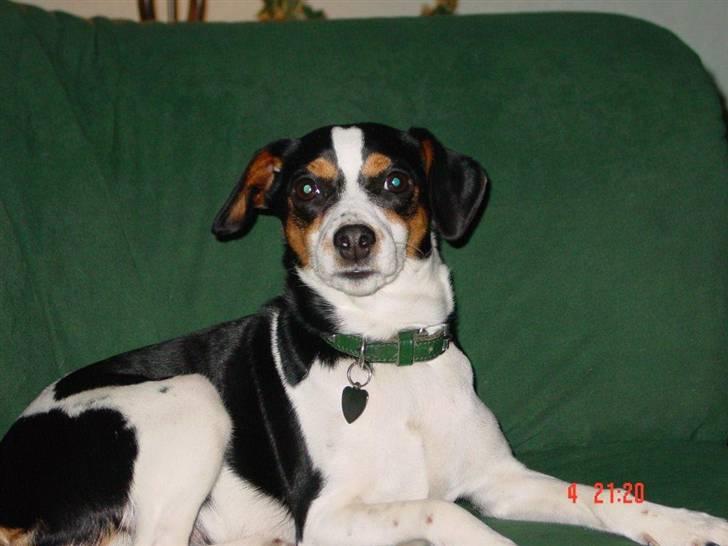 Dansk svensk gaardhund Freia Himmelhund 2008 - bedste plads i sofaen billede 13