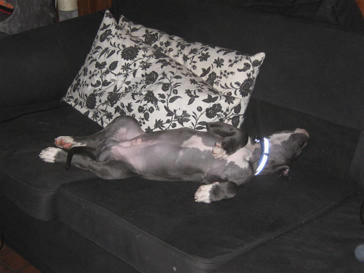 Amerikansk staffordshire terrier "Bob" <3 >>HVIL I FRED<< billede 16