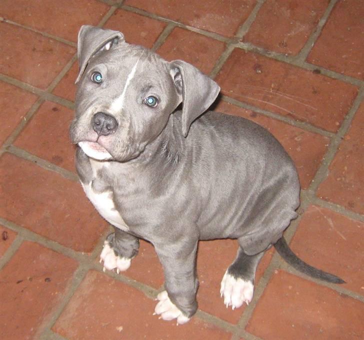 Amerikansk staffordshire terrier "Bob" <3 >>HVIL I FRED<< billede 17