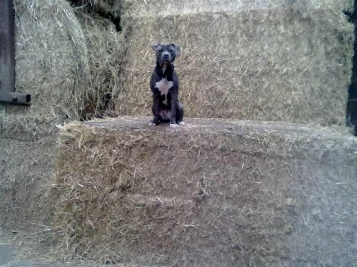 Amerikansk staffordshire terrier "Bob" <3 >>HVIL I FRED<< - sidder stolt på en bigballe :) billede 18