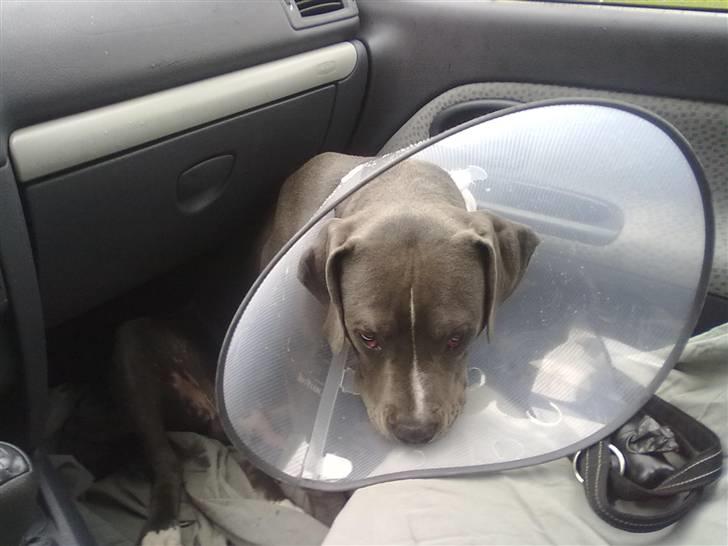 Amerikansk staffordshire terrier "Bob" <3 >>HVIL I FRED<< - ØV! Han tog min manddom :´( Dumme mor! billede 19