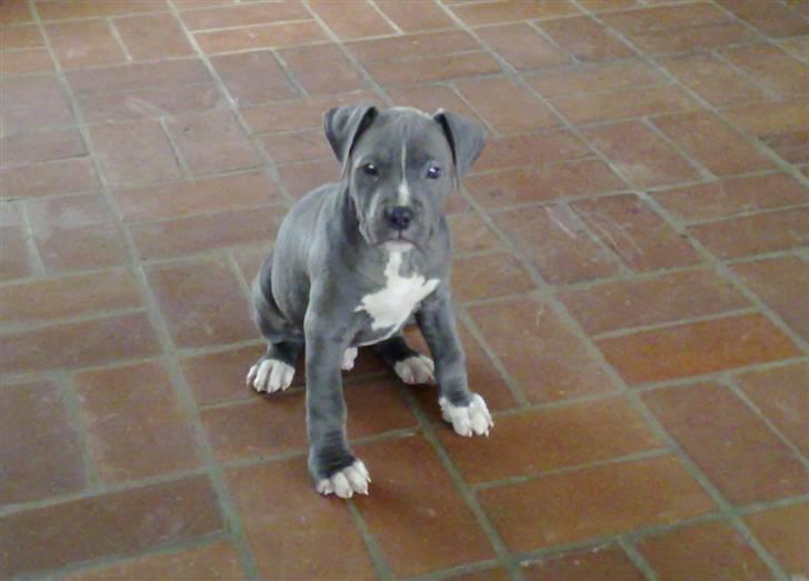 Amerikansk staffordshire terrier "Bob" <3 >>HVIL I FRED<< billede 20