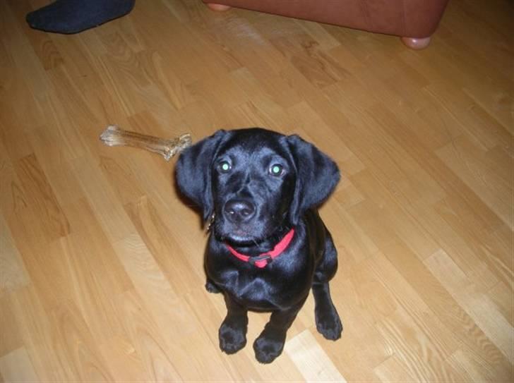 Labrador retriever Charlie - Min lille dreng godt et år gammel... billede 2