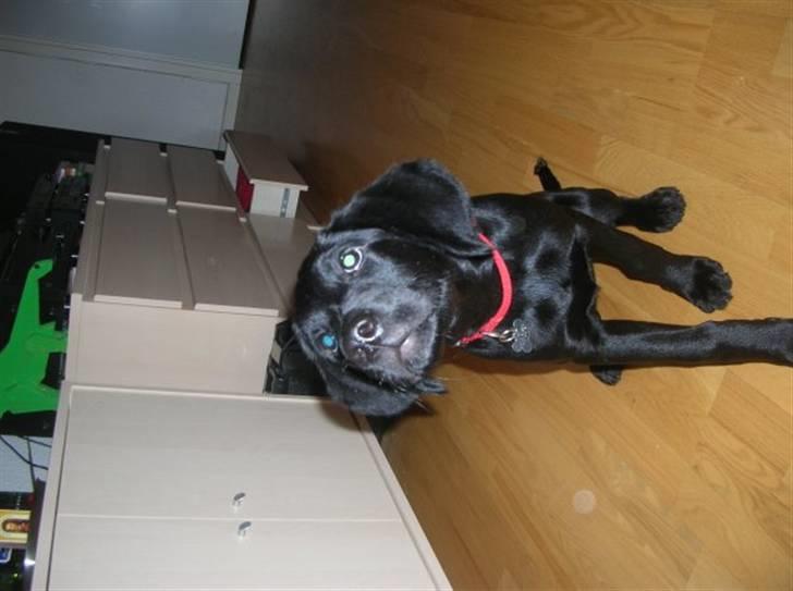 Labrador retriever Charlie - Jeg fik min fjalle i julegave 2009 billede 3