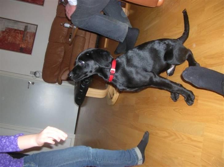Labrador retriever Charlie - Se han kan sætte sig... billede 4