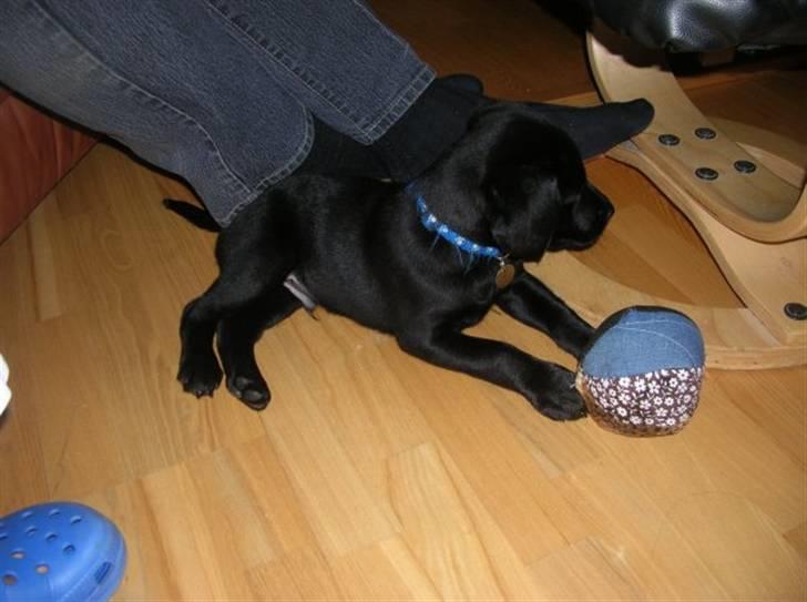 Labrador retriever Charlie - Han leger med en hjemmelavet bold... billede 5