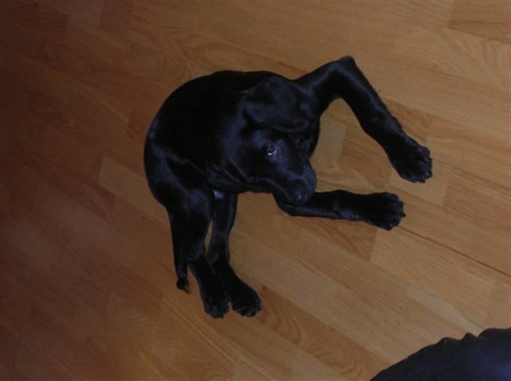 Labrador retriever Charlie - Lidt småtræt... billede 6