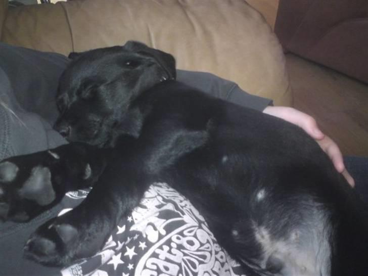 Labrador retriever Charlie - Monstertræt og mæt juleaften... billede 7