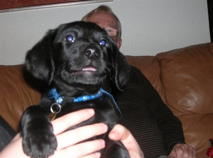 Labrador retriever Charlie - Mit favorit billed. billede 8