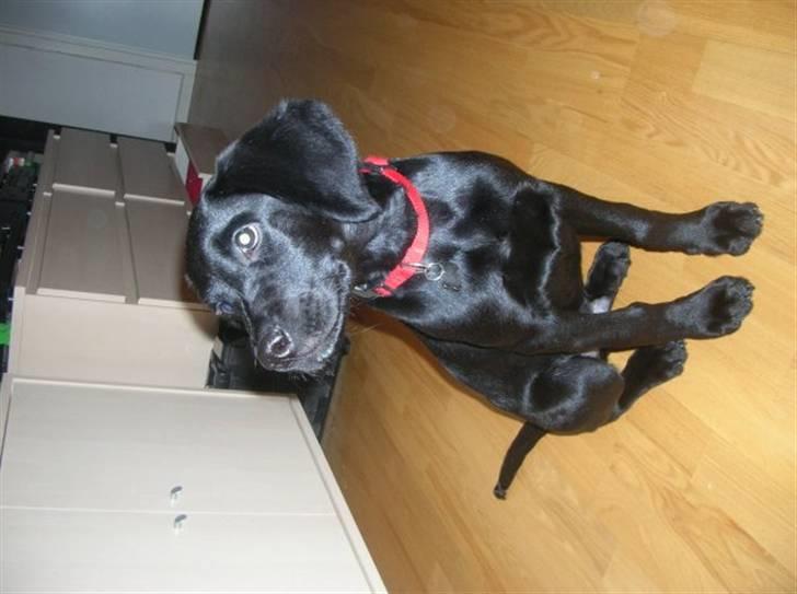 Labrador retriever Charlie - Charlie, mit dyr man kan ikke andet en at elske dig. billede 9
