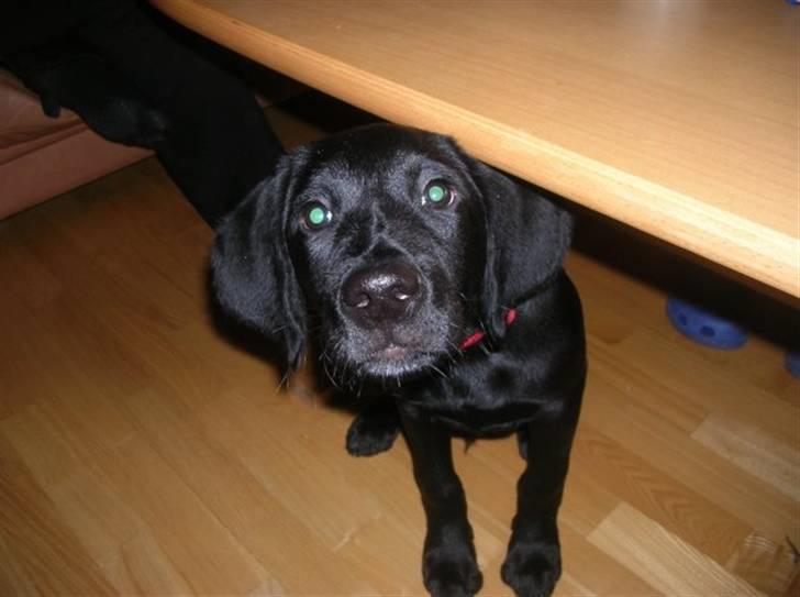 Labrador retriever Charlie - Fjumme billede 10