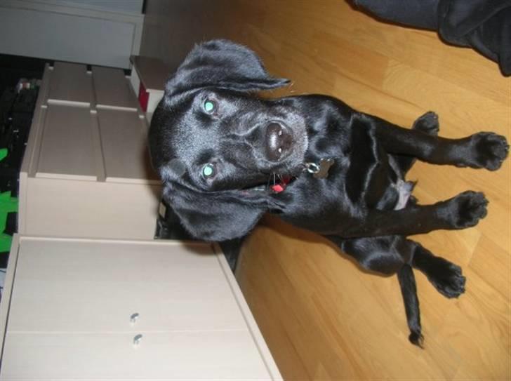 Labrador retriever Charlie - ``Nutted? Er jeg da nutted?´´ billede 11