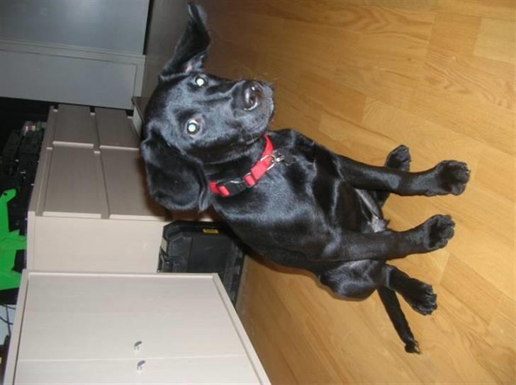 Labrador retriever Charlie - Se lige hams øre. billede 12