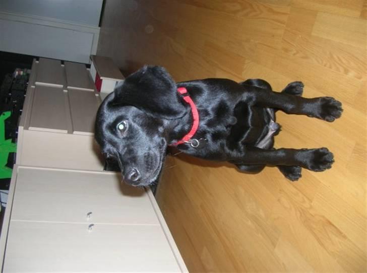 Labrador retriever Charlie - Elsker dig for evigt.... billede 14