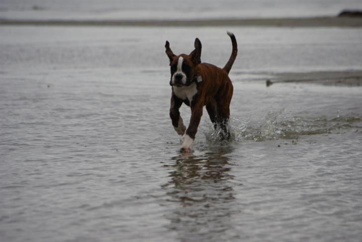 Boxer Schwartzbox Ficca billede 10