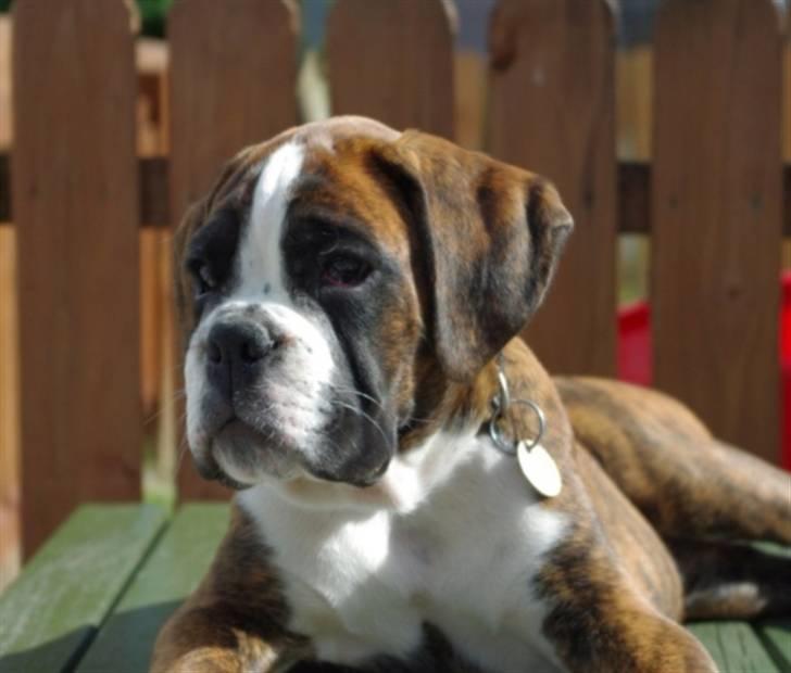 Boxer Schwartzbox Ficca billede 11