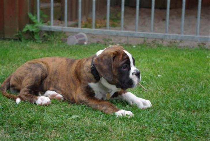 Boxer Schwartzbox Ficca billede 13