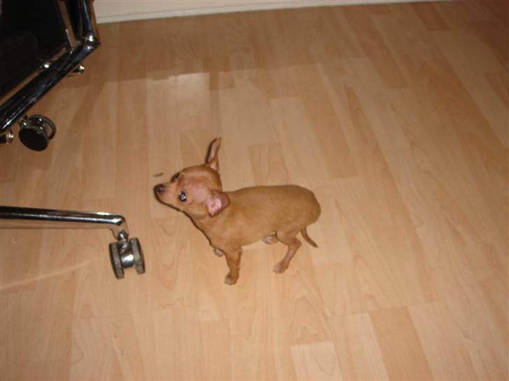Chihuahua NIKO billede 4
