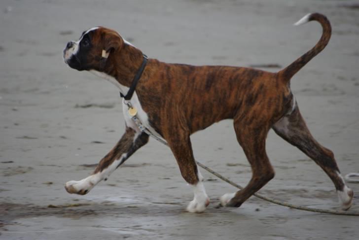 Boxer Schwartzbox Ficca billede 16