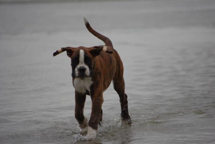 Boxer Schwartzbox Ficca billede 17