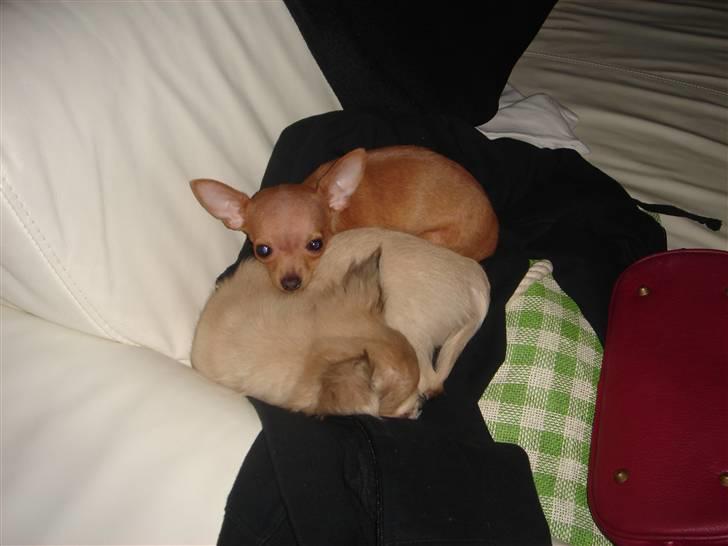 Chihuahua NIKO - Hyggeputte med min gode ven Vaks, som lige kom på besøg. billede 5