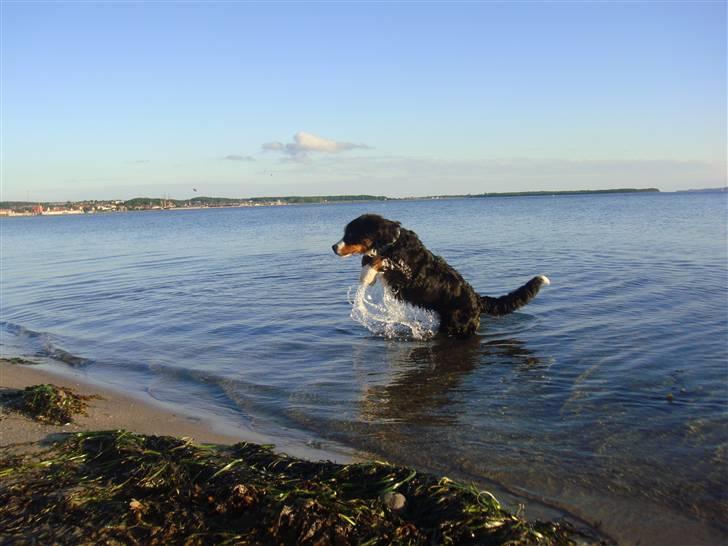 Berner sennenhund Lucas - Uhh, vandet er stadig lidt koldt.. ½ år billede 16