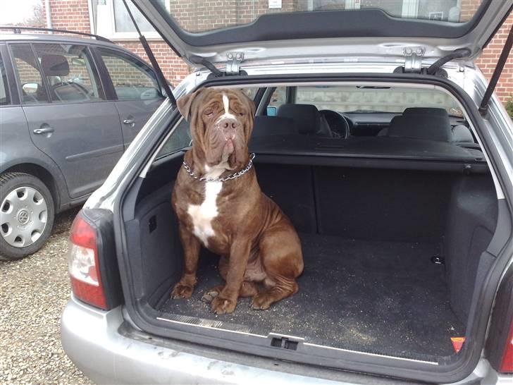 Renascence Bulldogge Charger Rip Sov godt skat.  billede 15