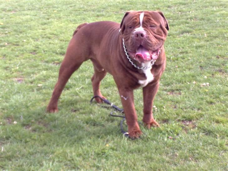 Renascence Bulldogge Charger Rip Sov godt skat.  billede 16