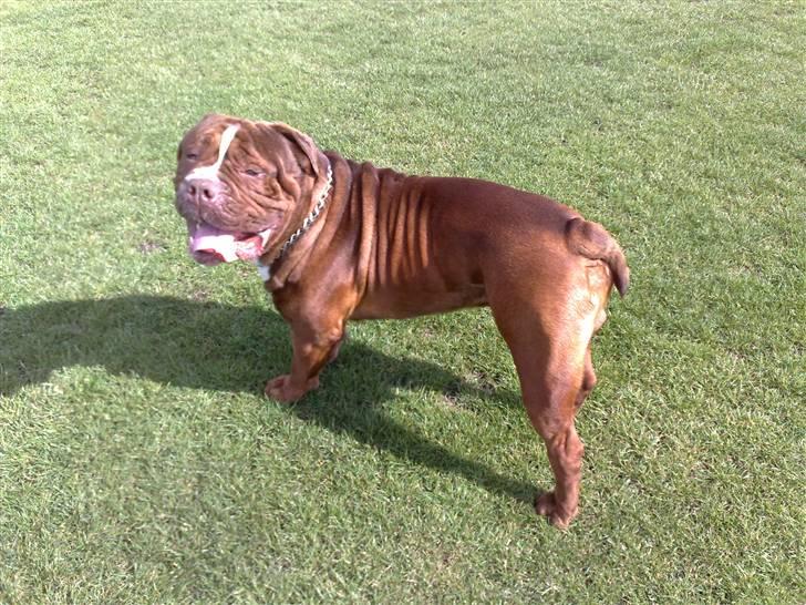 Renascence Bulldogge Charger Rip Sov godt skat.  billede 17