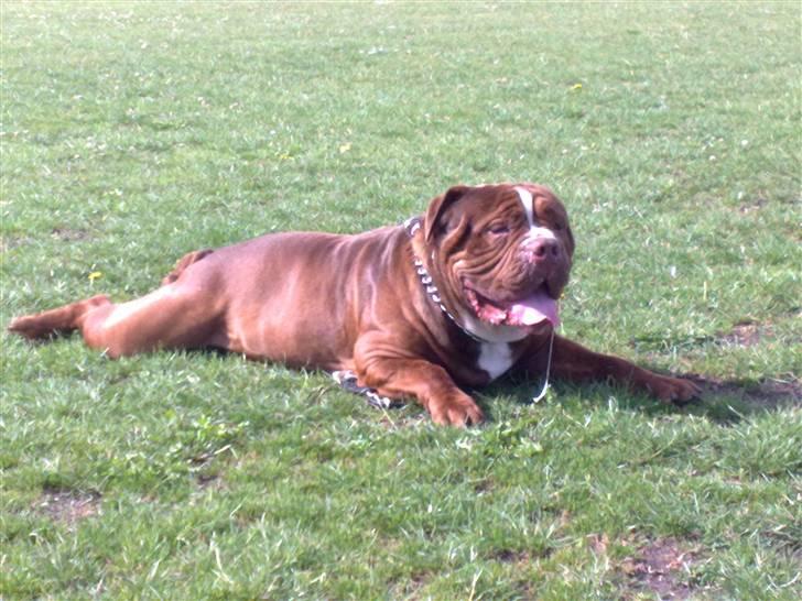 Renascence Bulldogge Charger Rip Sov godt skat.  billede 18