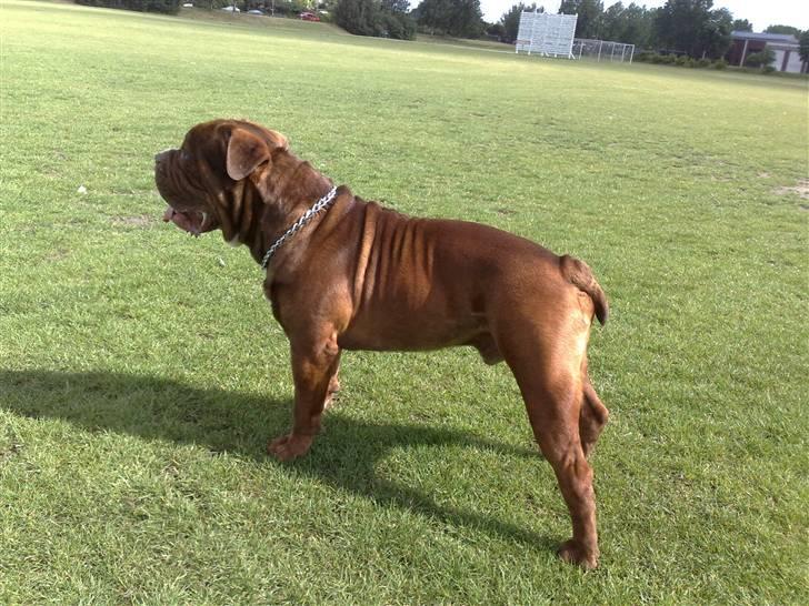 Renascence Bulldogge Charger Rip Sov godt skat.  billede 19