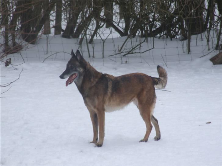 Malinois Cirka billede 8