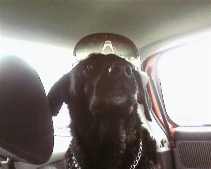 Labrador retriever lucky R.I.P )= billede 11