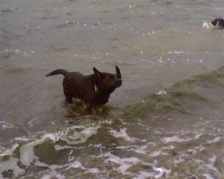 Labrador retriever lucky R.I.P )= billede 12