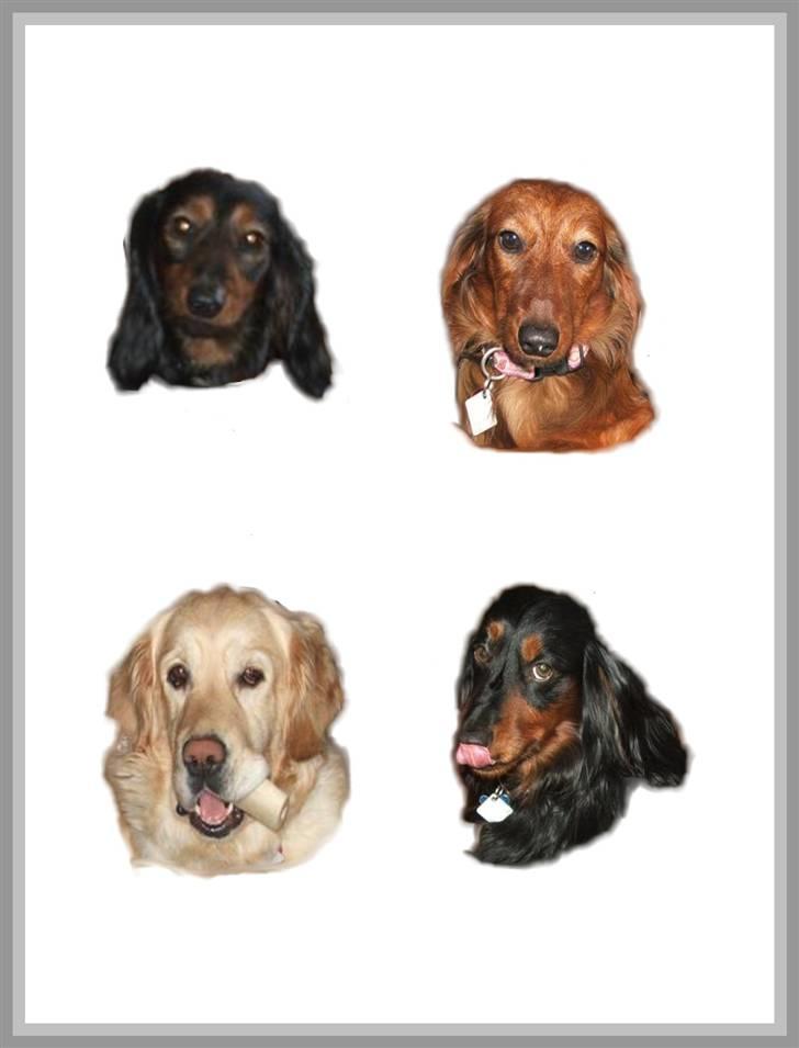 Gravhund stella billede 18