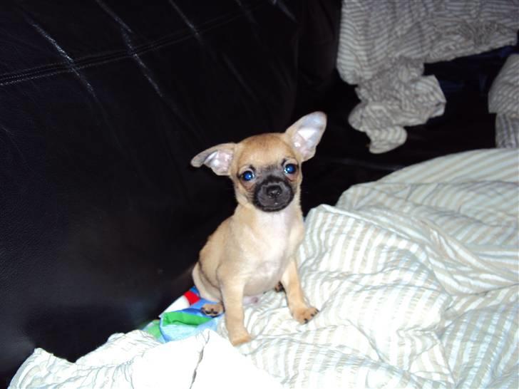 Chihuahua Baloo - Her er jeg så.. ja nemlig, er super sød. billede 1