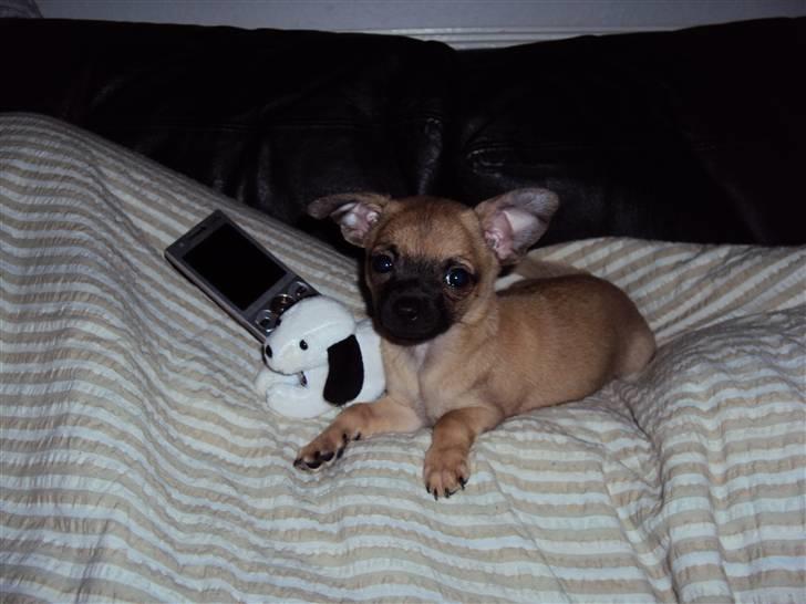 Chihuahua Baloo - Tja jeg er ikke meget større end mobil telefonen ved siden af mig. billede 2