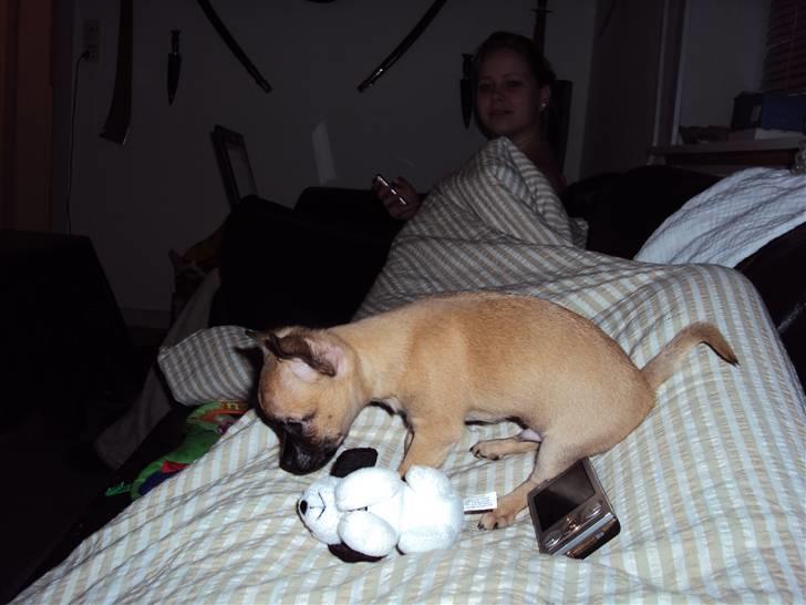 Chihuahua Baloo - Lidt legesyg har man lov til at være. billede 3