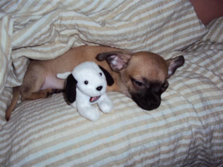 Chihuahua Baloo - Dejlig plads jeg har fundet mig her. billede 4