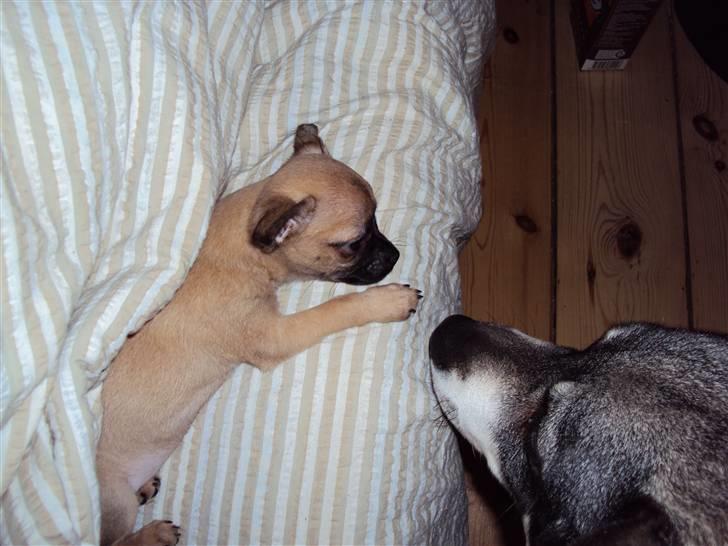 Chihuahua Baloo - Og her har vi så min plejemor. billede 5