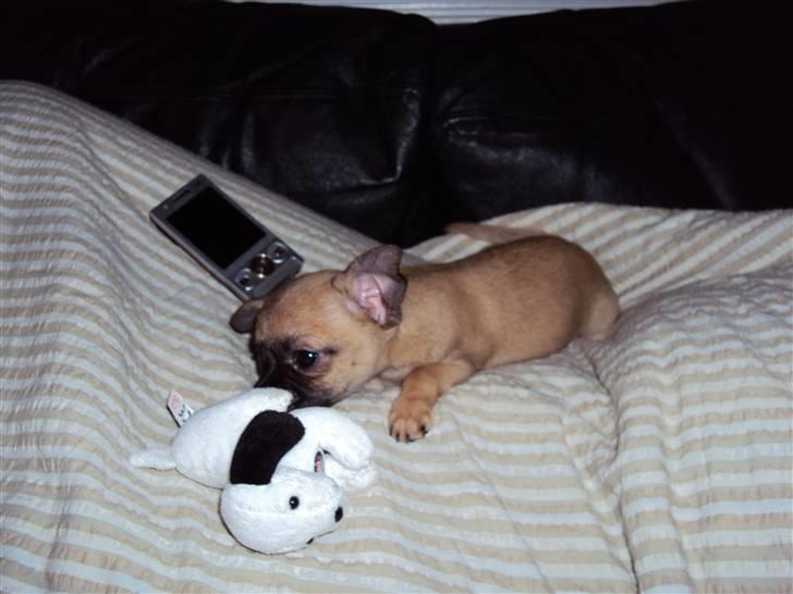 Chihuahua Baloo - Ahh befinder mig bare godt her. billede 6