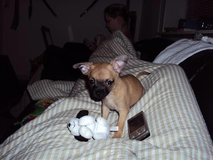 Chihuahua Baloo - Mit et og alt. billede 7