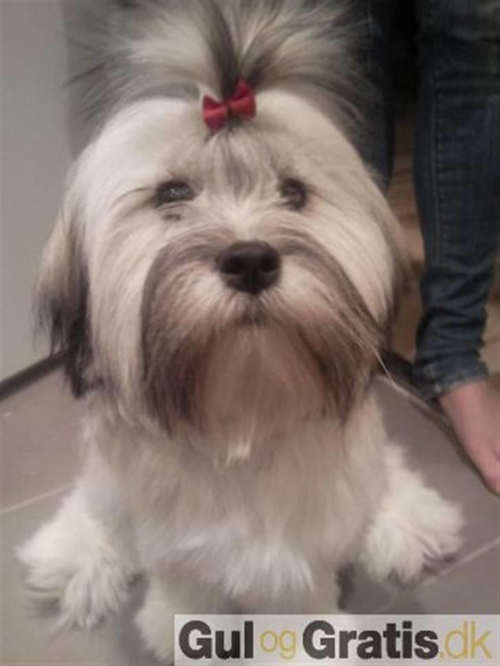 Lhasa apso Tutsie billede 1