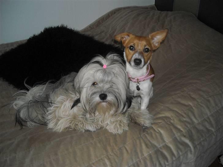 Lhasa apso Tutsie billede 2