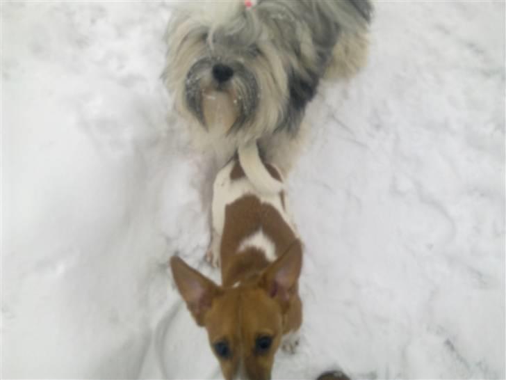 Lhasa apso Tutsie billede 3