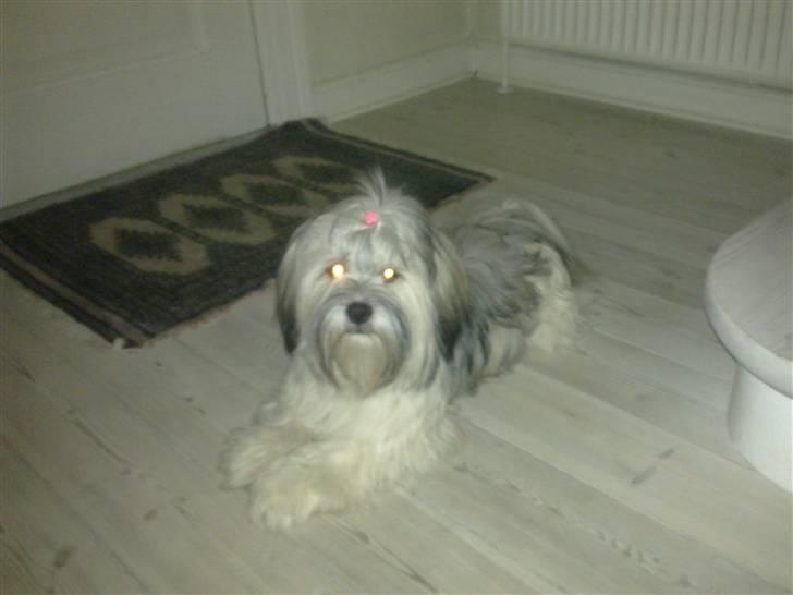 Lhasa apso Tutsie billede 4
