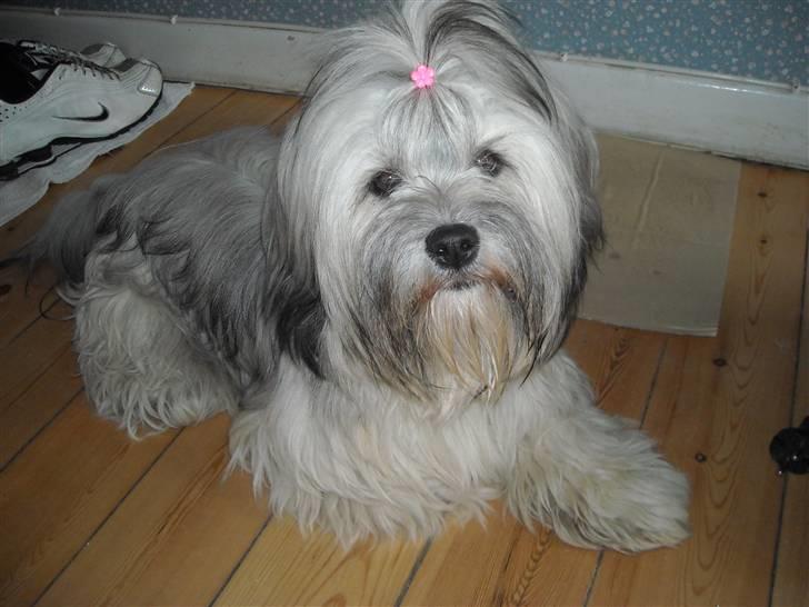 Lhasa apso Tutsie billede 5
