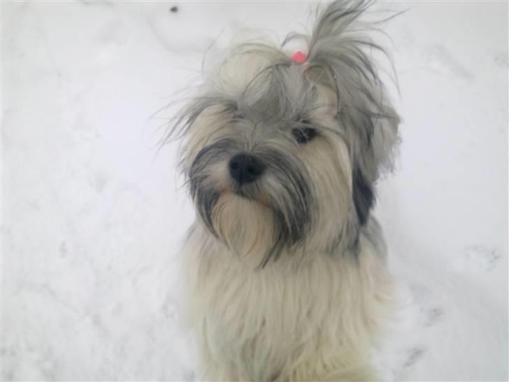 Lhasa apso Tutsie billede 6